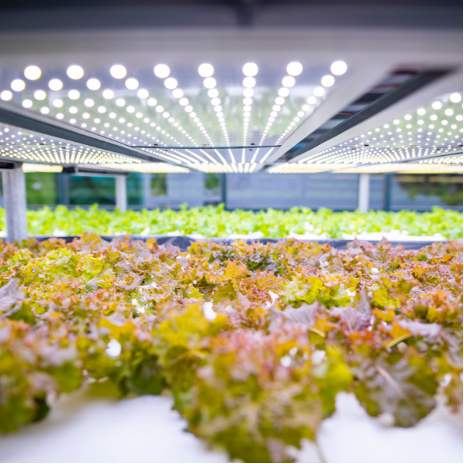 photo of lettuce crop under LED grow lights