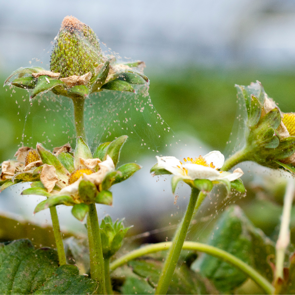 Spider mites on strawberry plants can be thwarted with UV LED lights. Indoor growers fight pests & diseases with LED lights