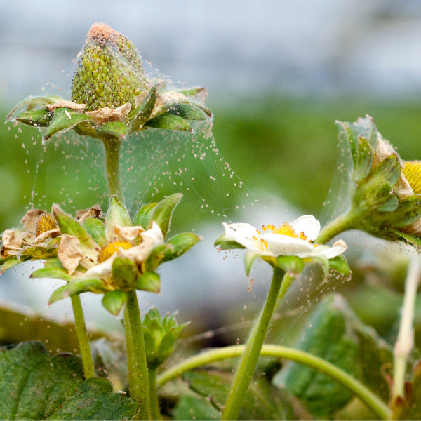 Indoor Growers Fight Pests & Diseases with LED Lighting